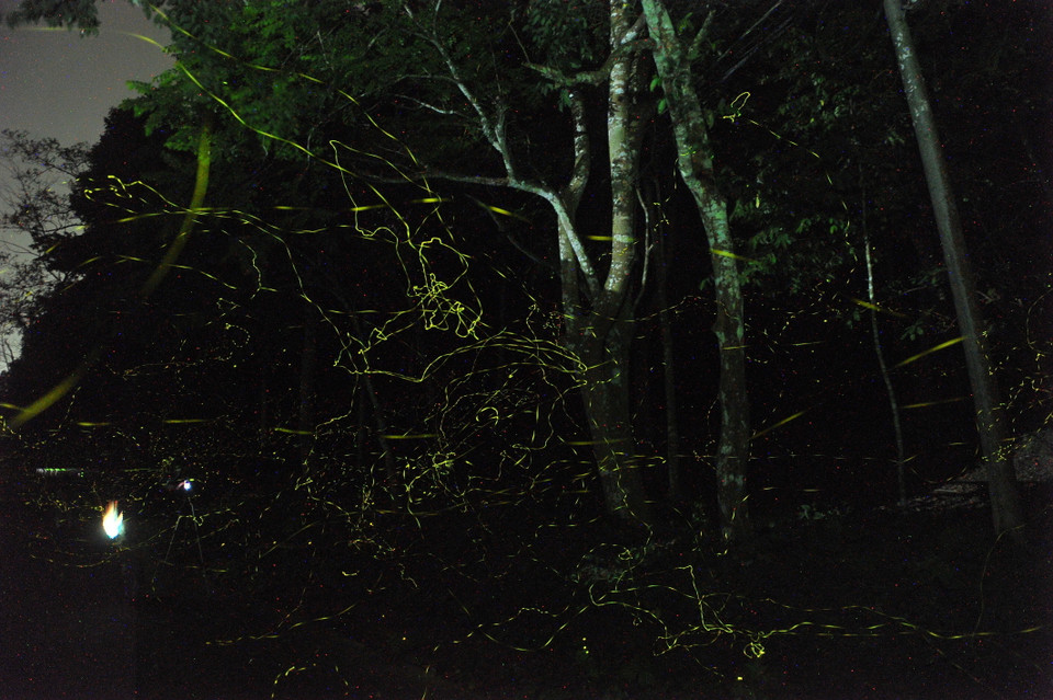 Vào buổi tối, cả khu rừng như chìm trong hàng ngàn chú đom đóm lấp lánh, tạo nên một vẻ đẹp lung linh huyền ảo. Trong ảnh: Vũ điệu ánh sáng của những chú đom đóm ở rừng Cúc Phương. (Ảnh: Minh Đức/TTXVN)