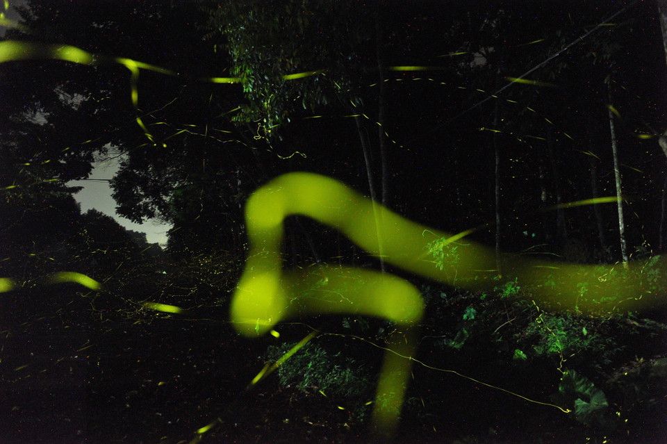 Những vệt sáng mang sắc xanh vàng được tạo ra bởi hàng vạn con đom đóm làm khu rừng rực sáng. (Ảnh: Minh Đức/TTXVN)