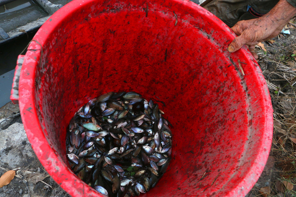 Cánh đồng ngập lũ cuối mùa cộng với năm nay lũ không lớn nên cá tôm cũng ít. (Ảnh: Duy Khương/TTXVN)