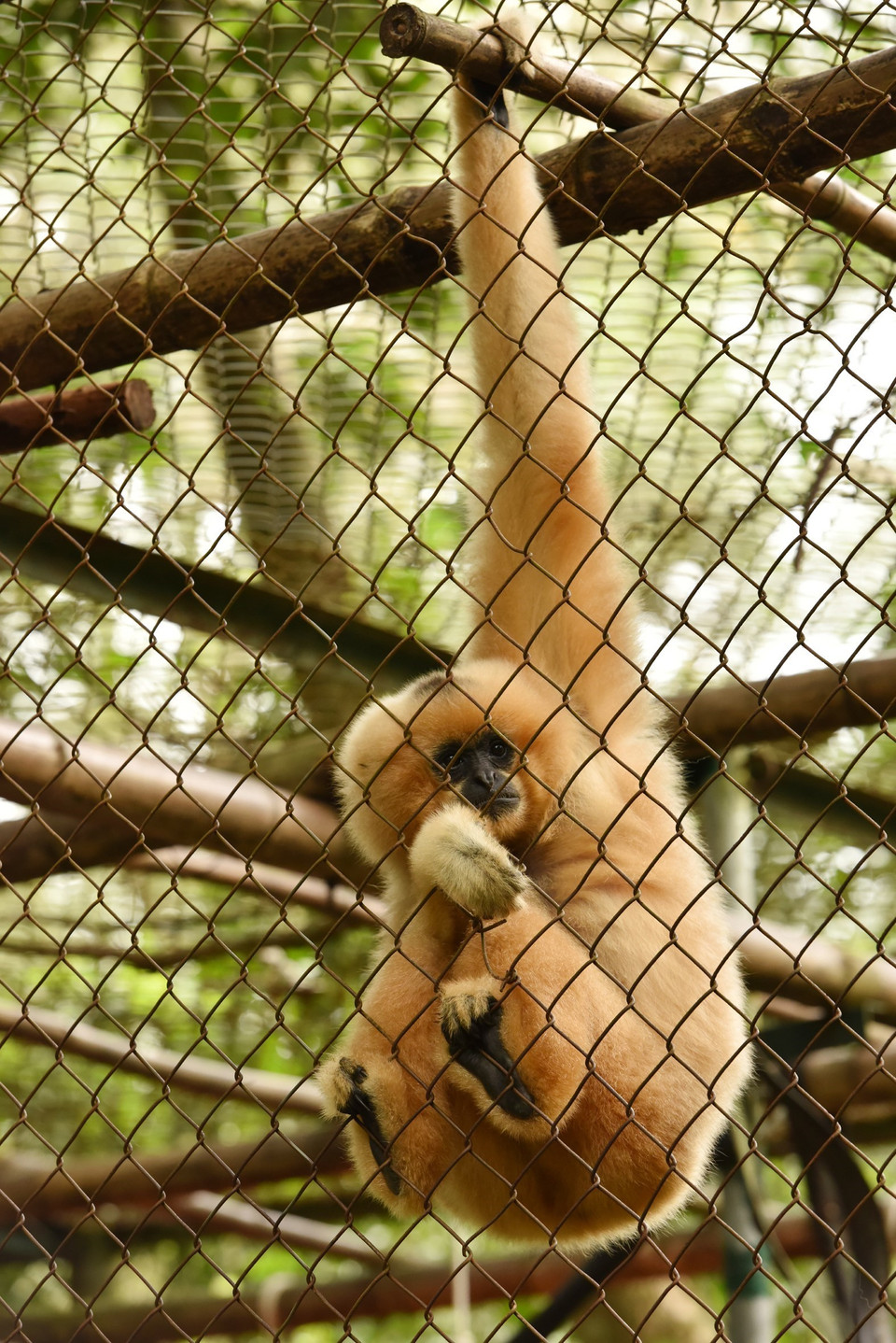  (Ảnh: Đức Phương/TTXVN)