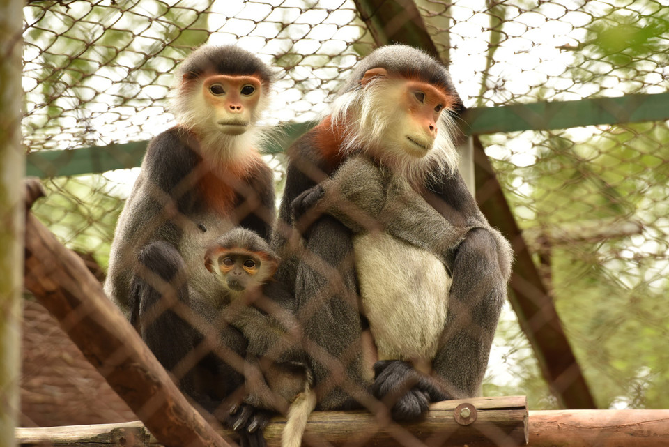 Các cá thể vọoc quý hiếm trong khu nuôi nhốt. (Ảnh: Đức Phương/TTXVN)