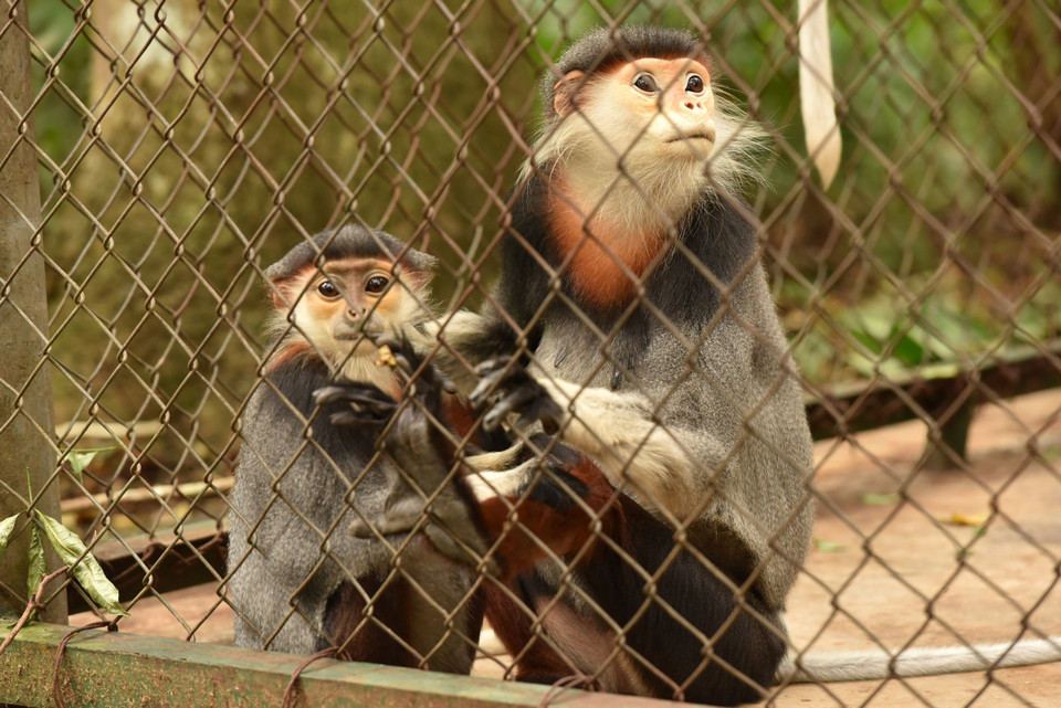 Vườn đang bảo tồn gần 180 cá thể của 15 loài linh trưởng nguy cấp, quý hiếm, trong đó có 9 loài đã sinh sản thành công, 3 loài đầu tiên được sinh sản trong điều kiện nuôi nhốt trên thế giới. (Ảnh: Đức Phương/TTXVN)
