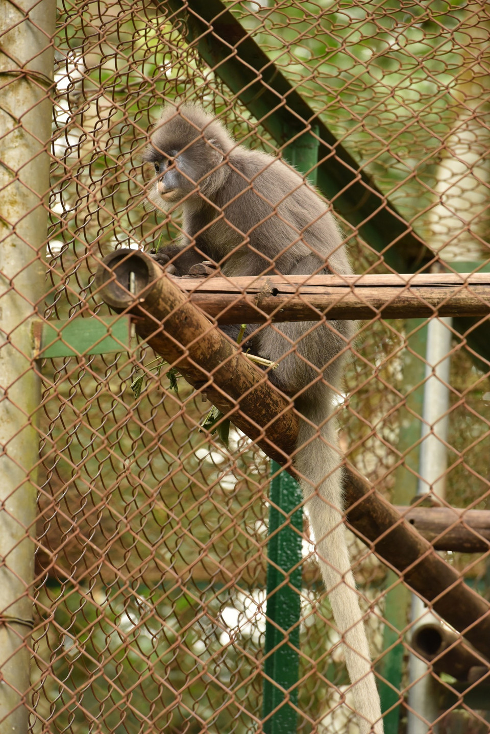Một cá thể vọoc xám quý hiếm. (Ảnh: Đức Phương/TTXVN)