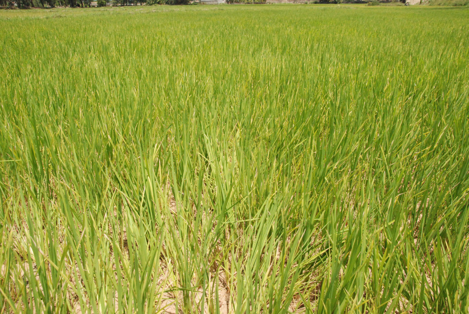 Tỉnh Quảng Trị có khoảng 2.800ha lúa bị thiếu nước trầm trọng. (Ảnh: Thanh Thủy/TTXVN)