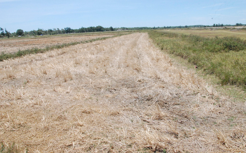 Thiếu nước sản xuất nhiều diện tích đất trồng lúa bị bỏ hoang. (Ảnh: Thanh Thủy/TTXVN)