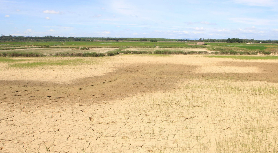 Toàn tỉnh Quảng Trị có khoảng 2.800 ha lúa bị thiếu nước trầm trọng. (Ảnh: Thanh Thủy/TTXVN)