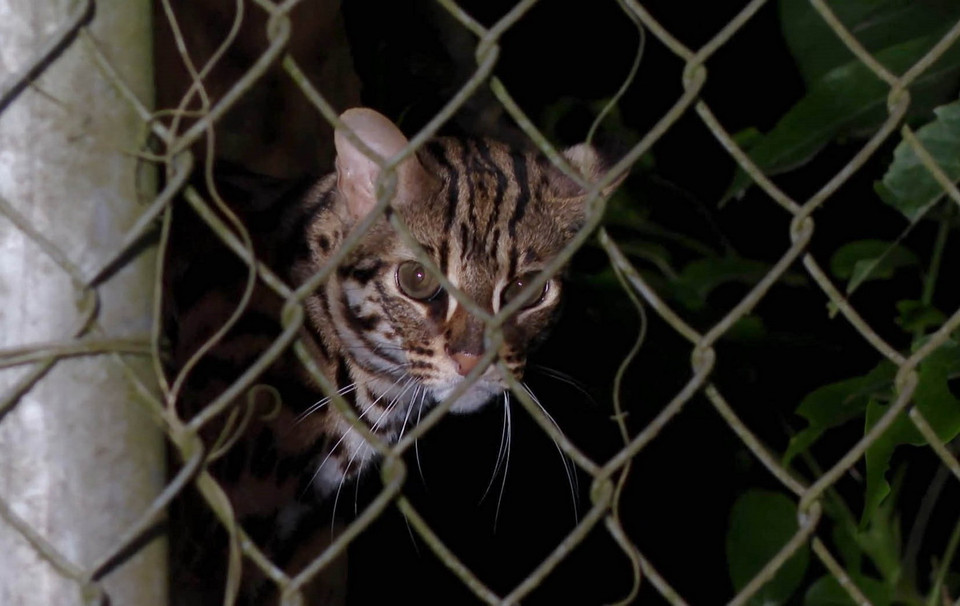 (Ảnh: Thùy Dung/TTXVN)