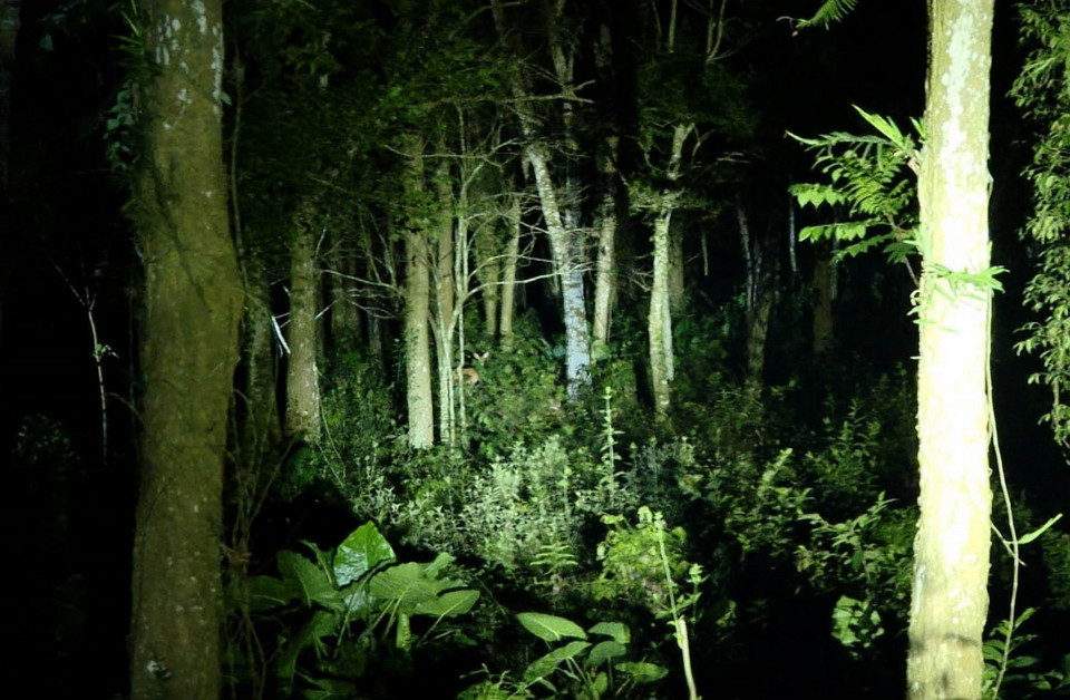 Tham gia tour đêm “Ngắm đom đóm và động vật quý hiếm” du khách sẽ được ngắm nhìn và tìm hiểu về nhiều loại động vật hoang dã vào ban đêm tại Vườn Quốc gia Cúc Phương. (Ảnh: Thùy Dung/TTXVN)