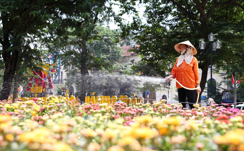 Những thảm hoa đang dần phủ kín xung quanh Hồ Gươm. (Doãn Đức/Vietnam)