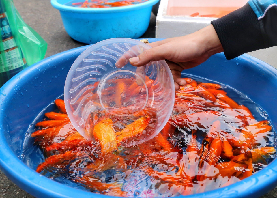 Cá chép phóng sinh với giá từ 10.000-20.000 đồng/con. (Ảnh: Tuấn Đức/TTXVN)