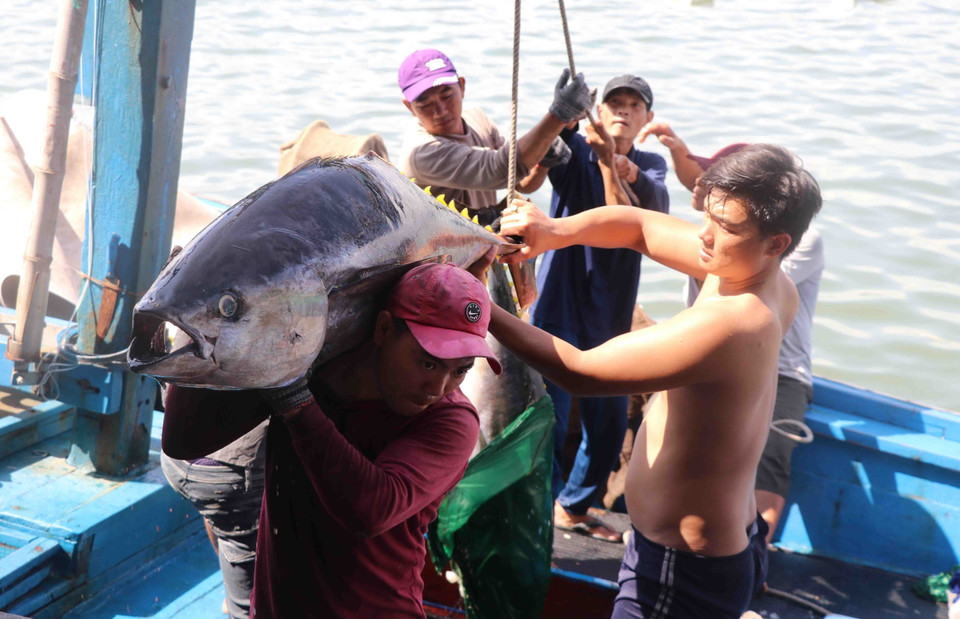 Nghề khai thác cá ngừ đại dương giúp nhiều nông dân vùng biển Phú Yên thoát nghèo, vươn lên làm giàu. (Ảnh: Phạm Cường/TTXVN)