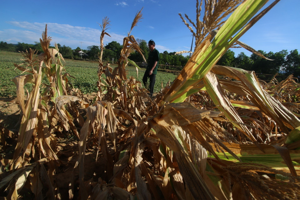 Ruộng ngô bị chết khô do không có nước tưới vì nắng nóng kéo dài tại thôn Khe Giao, xã Sơn Lộc, huyện Can Lộc, tỉnh Hà Tĩnh. (Ảnh: Duy Khương/TTXVN)