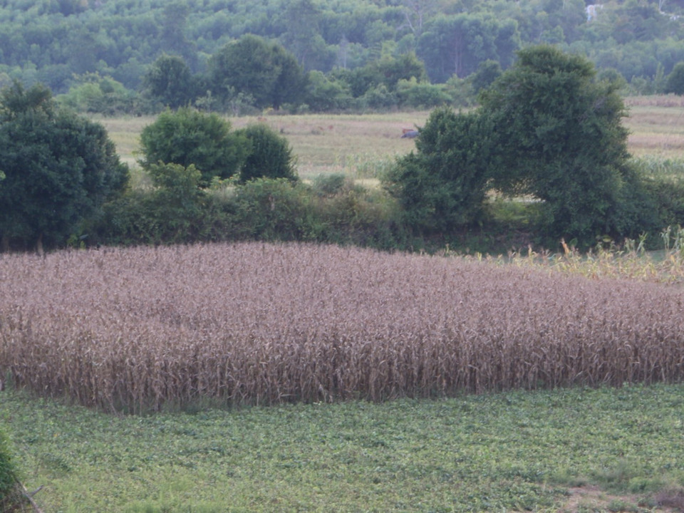 Ruộng ngô bị chết khô do không có nước tưới vì nắng nóng kéo dài tại thôn Khe Giao, xã Sơn Lộc, huyện Can Lộc, tỉnh Hà Tĩnh. (Ảnh: Duy Khương/TTXVN)