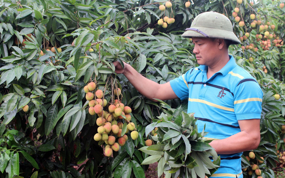 Người dân thu hoạch vải sớm tại vườn. (Ảnh: Tùng Lâm/TTXVN)