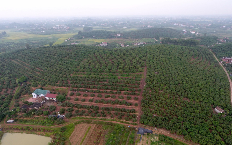 Toàn cảnh vùng trồng vải tại xã Phúc Hòa. (Ảnh: Tùng Lâm/TTXVN)