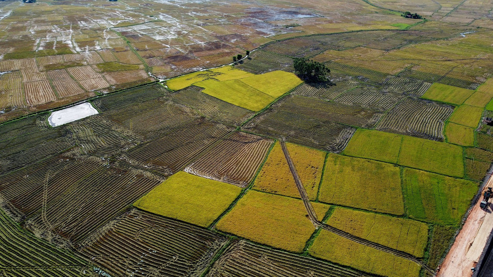 Cánh đồng lúa tại xã Hòa Xuân Tây, thị xã Đông Hòa. (Ảnh: Huy Hùng/TTXVN)