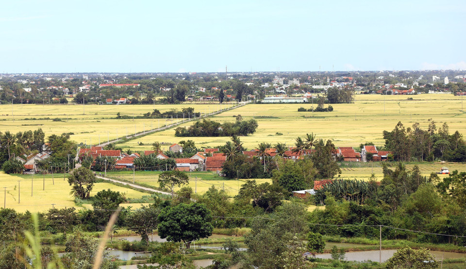 Cánh đồng đang vào mùa gặt. (Ảnh: Huy Hùng/TTXVN)