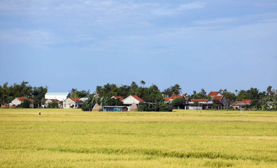 Những hình ảnh bắt gặp thường xuyên trong những ngày tháng 9 tới Phú Yên. (Ảnh: Huy Hùng/TTXVN)