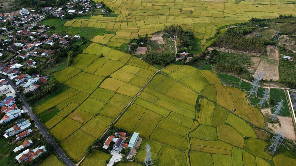 Cánh đồng lúa tại xã Hòa Quang Bắc, huyện Phú Hòa. (Ảnh: Huy Hùng/TTXVN)