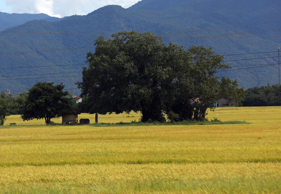 Cánh đồng lúa vàng rì rào trong gió Thu. (Ảnh: Huy Hùng/TTXVN)