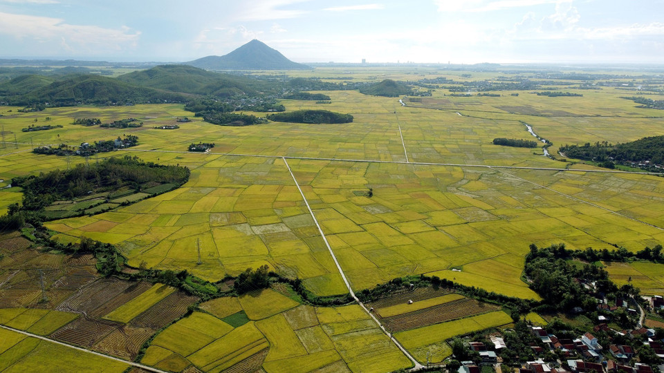 Cánh đồng lúa bát ngát tại huyện Phú Hòa. (Ảnh: Huy Hùng/TTXVN)