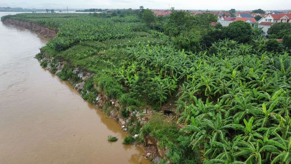 Nhiều đoạn sông đã lở sâu vào khu vực đất canh tác nông nghiệp trên bãi bồi, có nhiều khu vực tiềm ẩn nguy cơ ảnh hưởng đến các khu dân cư của xã Bản Nguyên. (Ảnh: Tạ Toàn/TTXVN)