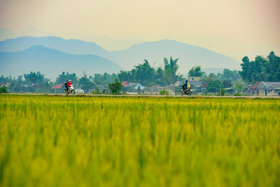 Khung cảnh yên bình trên cánh đồng Mường Thanh. (Ảnh: Xuân Tư/TTXVN)