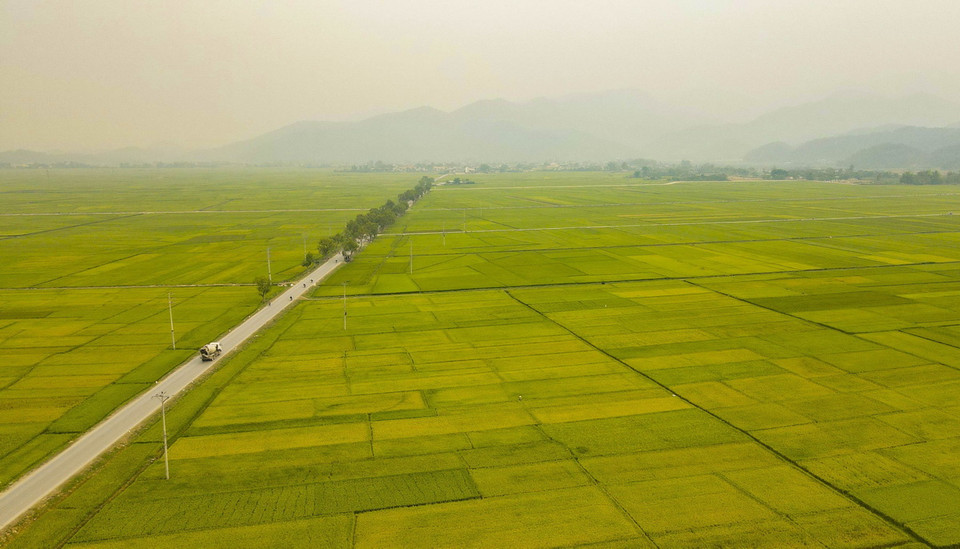 Cánh đồng Mường Thanh trải dài trên nhiều xã, phường. (Ảnh: Xuân Tư/TTXVN)