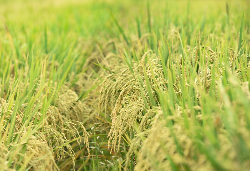 Giống lúa Tám thơm nổi tiếng của tỉnh Điện Biên. (Ảnh: Xuân Tư/TTXVN)