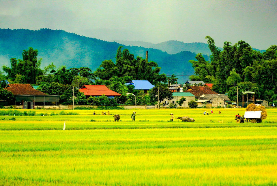 Cánh đồng Mường Thanh (Điện Biên) là cánh đồng lúa lớn nhất khu vực Tây Bắc với diện tích hơn 140 km2, trải dài trên 20km qua địa phận nhiều xã, phường của huyện Điện Biên và thành phố Điện Biên Phủ. (Ảnh: Xuân Tư/TTXVN)