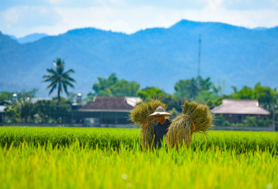 Người dân thu hoạch lúa trên cánh đồng Mường Thanh. (Ảnh: Xuân Tư/TTXVN)