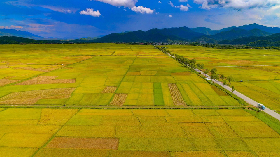 Mùa lúa chín vàng trên cánh đồng Mường Thanh. (Ảnh: Xuân Tư/TTXVN)