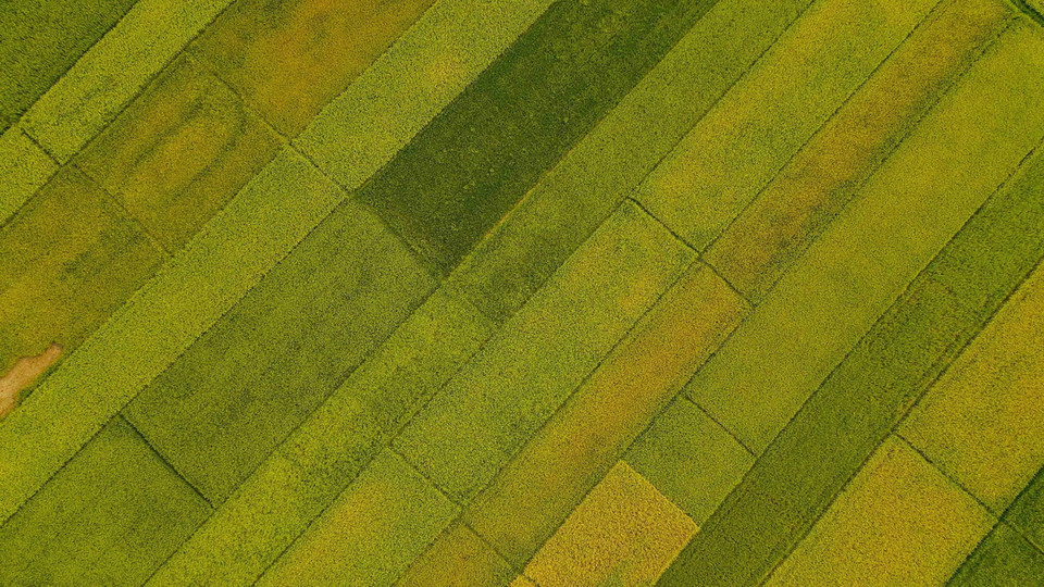 Những thửa ruộng trên cánh đồng Mường Thanh. (Ảnh: Xuân Tư/TTXVN)