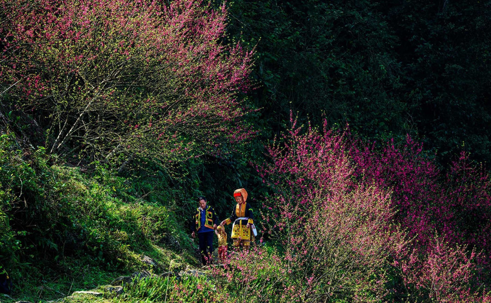 Với nhiều tiềm năng du lịch như Tam Đảo, Sa Pa, Bà Nà, Đà Lạt… nhưng nhiều năm qua, du lịch của Mẫu Sơn vẫn chỉ là ''Nàng công chúa ngủ trong rừng.'' Trong ảnh: Mẫu Sơn mùa hoa Đào. (Ảnh: TTXVN phát)