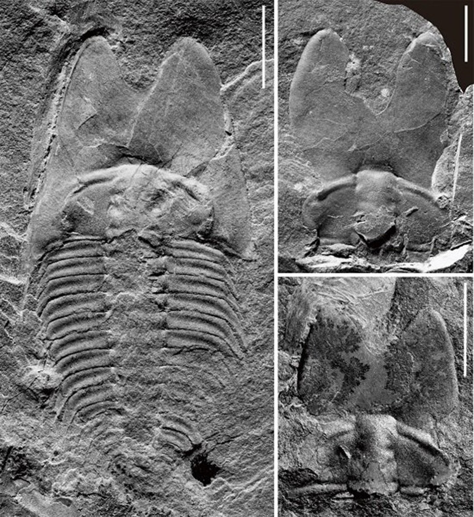 Các nhà khoa học Trung Quốc đã phát hiện một hóa thạch bọ ba thùy. (Ảnh: NIGPAS/TTXVN)