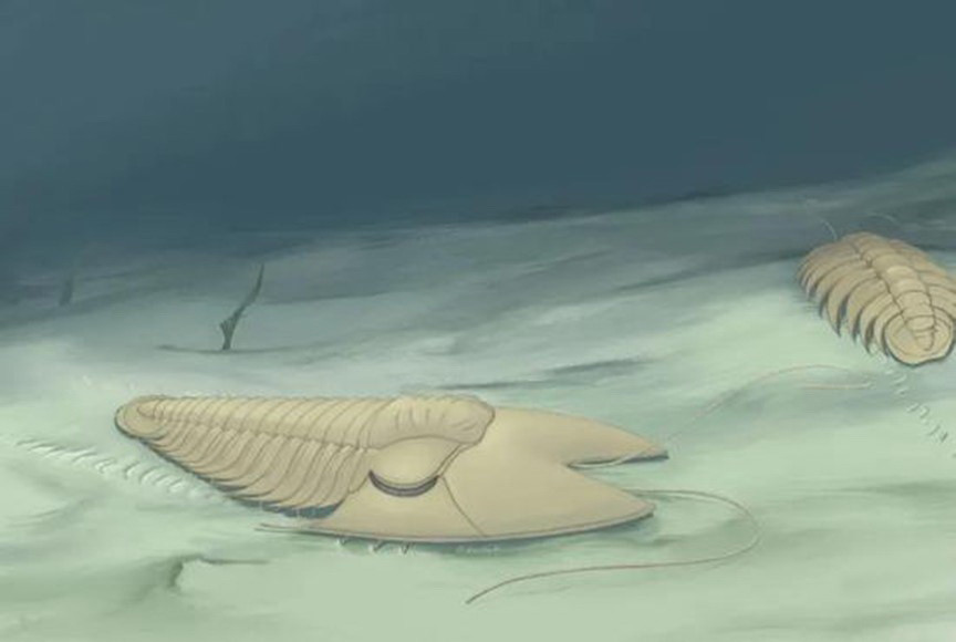 Các nhà khoa học Trung Quốc đã phát hiện một hóa thạch bọ ba thùy với phần đầu có hình thái dị thường, có niên đại khoảng 500 triệu năm ở tỉnh Sơn Đông, miền Đông Trung Quốc. Viện Địa chất và Cổ sinh vật học Nam Kinh, thuộc Học viện Khoa học Trung Quốc, cho biết hóa thạch bọ ba thùy dài 4cm này có tên khoa học là Phantaspis auritus, có đặc điểm là phần đầu phía trước mở rộng với hai thùy giống như đôi tai thỏ. Bọ ba thùy thuộc nhóm động vật chân đốt đã tuyệt chủng, sống phổ biến ở các đại dương trong khoảng từ 520 triệu năm đến khoảng 250 triệu năm trước. (Ảnh: THX/TTXVN)