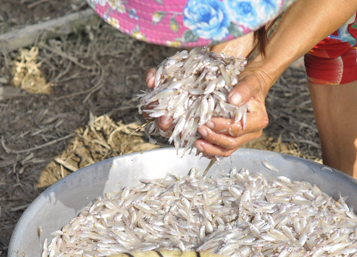 Cá bòng bong, một loại cá mà ngư dân ở đây thường xuyên đánh bắt được và đem bán với giá khoảng 10.000 đồng/kg. (Ảnh: Công Phong/TTXVN)