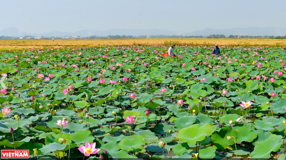 Đầm sen hồng bát ngát tỏa hương thơm bên những thảm lúa vàng óng ả mênh mông ở vùng ngoại ô xứ Huế. (Ảnh: Thanh Hòa)
