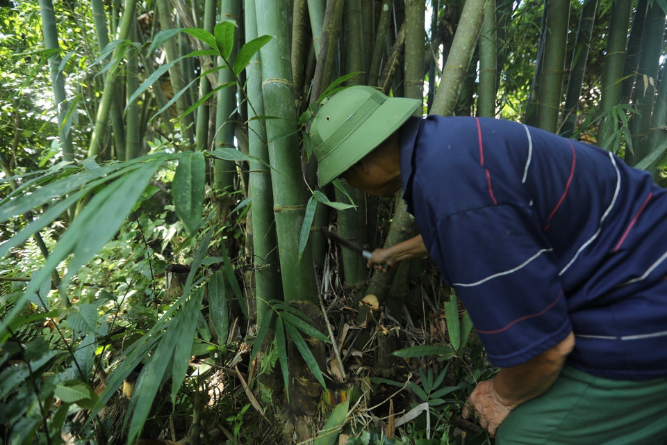 Để làm chân hương, người làm hương ở xã Linh Hồ, huyện Vị Xuyên, Hà Giang, phải chọn cây mai già khoảng 2-3 năm sẽ cho nhiều lớp làm chân hương mới tốt. (Ảnh: Minh Quyết/TTXVN)