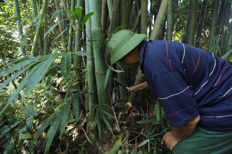 Để làm chân hương, người làm hương ở xã Linh Hồ, huyện Vị Xuyên, Hà Giang, phải chọn cây mai già khoảng 2-3 năm sẽ cho nhiều lớp làm chân hương mới tốt. (Ảnh: Minh Quyết/TTXVN)