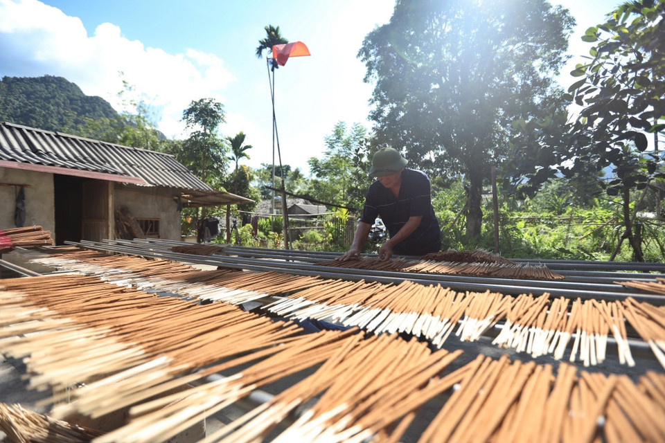 Khi làm hương phải chọn những ngày có nắng to, phơi được nắng hương sẽ cho chất lượng tốt nhất, đảm bảo độ đượm, mùi thơm của hương. (Ảnh: Minh Quyết/TTXVN)