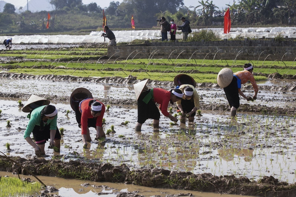 Người dân thực hiện nghi thức xuống đồng cấy lúa trong ngày khai mạc Lễ hội Khai hạ dân tộc Mường Hòa Bình năm 2023 - một nét sinh hoạt văn hóa tín ngưỡng không thể thiếu trong mỗi dịp Tết đến xuân về của người Mường ở Hòa Bình. (Ảnh: Trọng Đạt/TTXVN)