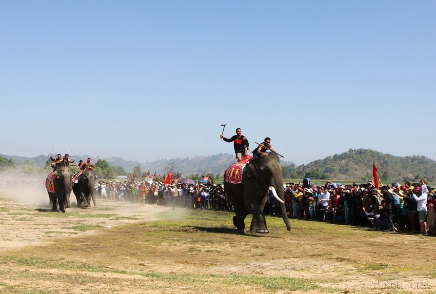 Phần thi Voi chạy đua tại lễ hội Voi Tây Nguyên - xã Krông Na, huyện Buôn Đôn. Lễ hội là nhu cầu tâm linh, nhu cầu tinh thần không thể thiếu được của đồng bào các dân tộc Tây Nguyên, là sản phẩm văn hóa du lịch đặc sắc thu hút khách du lịch. (Ảnh: Trọng Đạt/TTXVN)