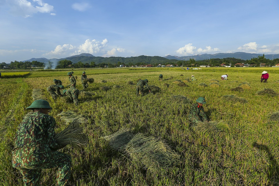 Do thời tiết nắng nóng, người dân gặp nhiều khó khăn, vất vả trong việc thu hoạch lúa vụ Đông Xuân 2019-2020. Để giúp người dân thu hoạch lúa, đảm bảo khung sản xuất kịp thời vụ, đồng thời tạo mối quan hệ tình quân dân đoàn kết, gắn bó, Trung đoàn 82 (Quân khu 2) đã tăng cường cán bộ chiến sỹ xuống giúp dân gặt lúa trong thời gian này. (Ảnh: Phan Tuấn Anh/TTXVN)