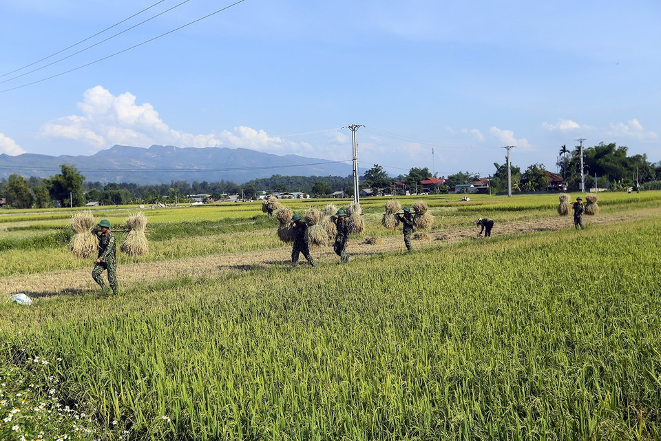Bộ đội giúp dân thu hoạch lúa giảm bớt sự khó khăn vất vả cho người dân. (Ảnh: Phan Tuấn Anh/TTXVN)
