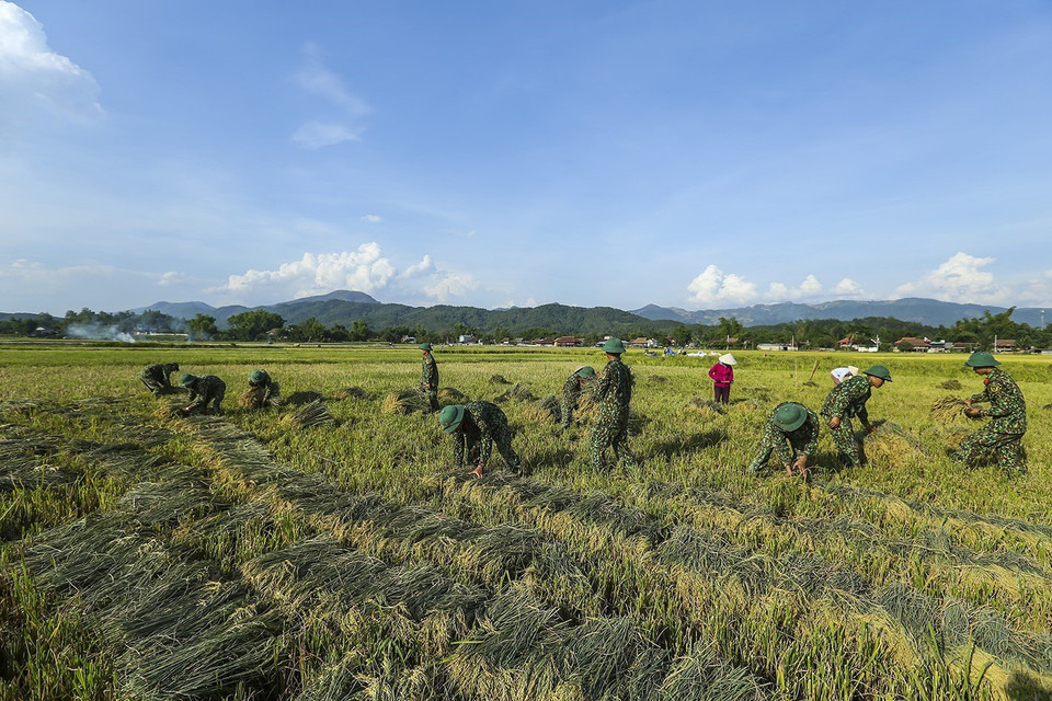Cán bộ chiến sỹ giúp dân gặt lúa. (Ảnh: Phan Tuấn Anh/TTXVN)