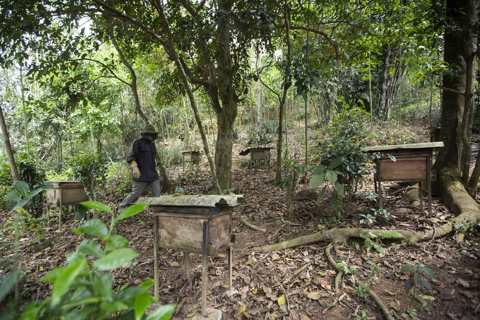 Người nuôi ong sẽ phải để ý đến nguồn thức ăn của ong, di chuyển đàn ong đến các vùng nguyên liệu có nhiều hoa để ong hút mật. (Ảnh: Trọng Đạt/TTXVN)