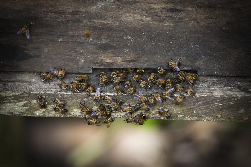 Trên địa bàn xã hiện có nhiều hộ phát triển mô hình với số lượng đạt trên 300 đàn, tập trung chủ yếu tại ở các xóm Sòng, Nội… (Ảnh: Trọng Đạt/TTXVN)