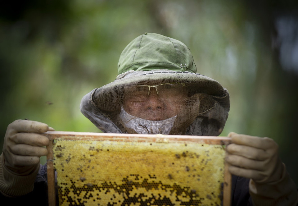 Gia đình ông Nguyễn Minh Phán ở xóm Sòng Nuôi có 50 đàn ong, mỗi năm thu hoạch được 250-300 lít mật, cho thu nhập trên 50 triệu đồng/năm. (Ảnh: Trọng Đạt/TTXVN)