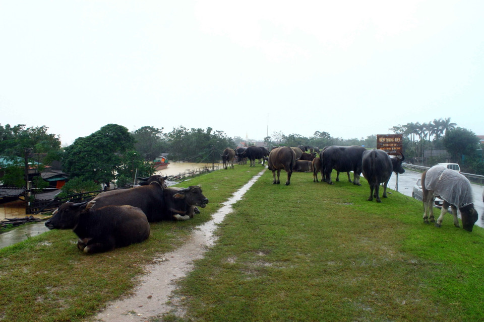 Trâu bò được người dân xã Xuân Lam, huyện Hưng Nguyên (Nghệ An) đưa lên để tránh nước lũ cuốn trôi. (Ảnh: Tá Chuyên/TTXVN)